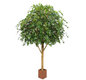 Ficus Exotica Giant Deluxe (FR)