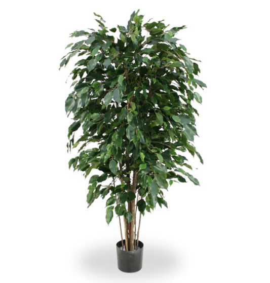 Ficus Exotica (FR)