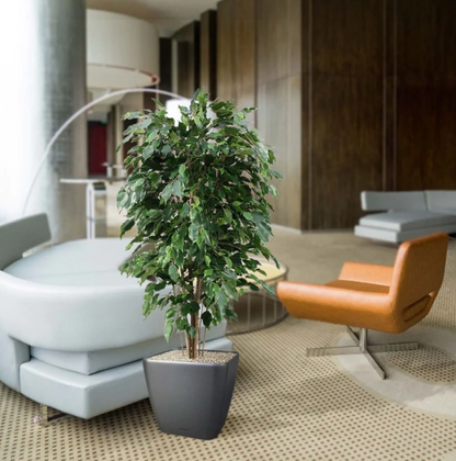 Ficus Exotica (FR)
