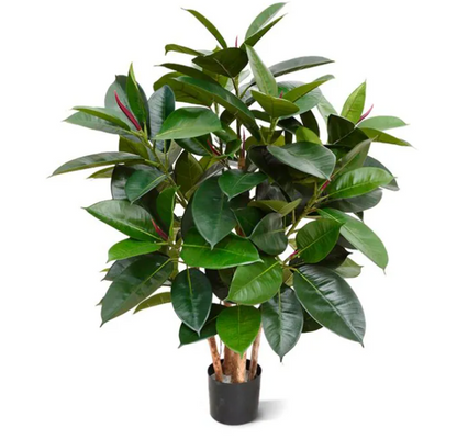 Ficus Elastica (FR)