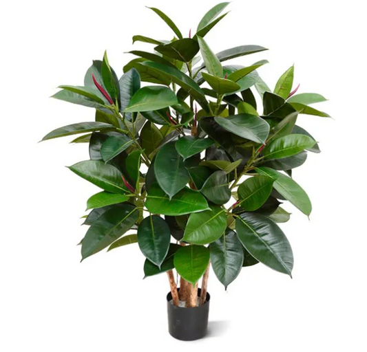 Ficus Elastica (FR)