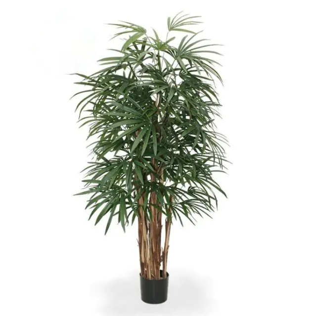 Raphis (FR)