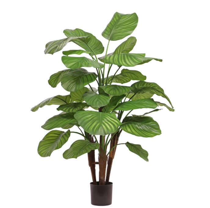 Calathea Fasciata | Kunstplant