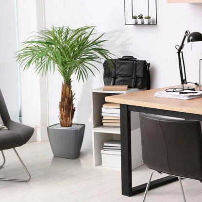 Kunstpalm | Kunstplant