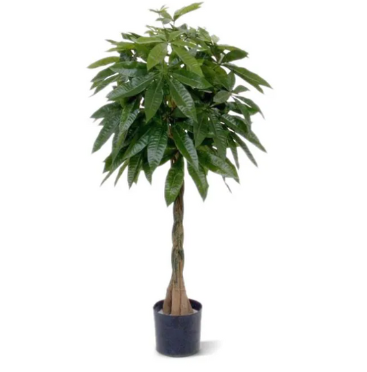 Pachira | Kunstplant