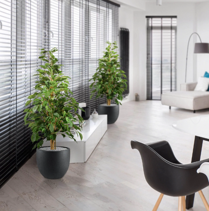 Ficus | Kunstplant