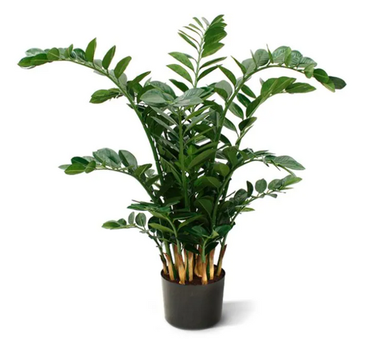 Zamioculcas | Kunstplant