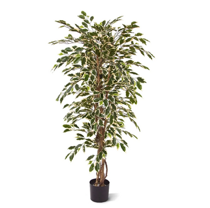 Ficus Hawai | Kunstplant