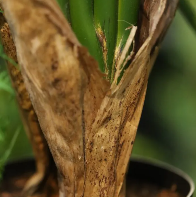 Strelitzia Nicolai | Kunstplant