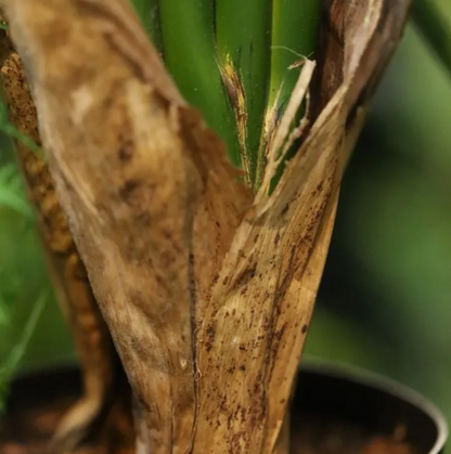 Strelitzia Nicolai | Kunstplant