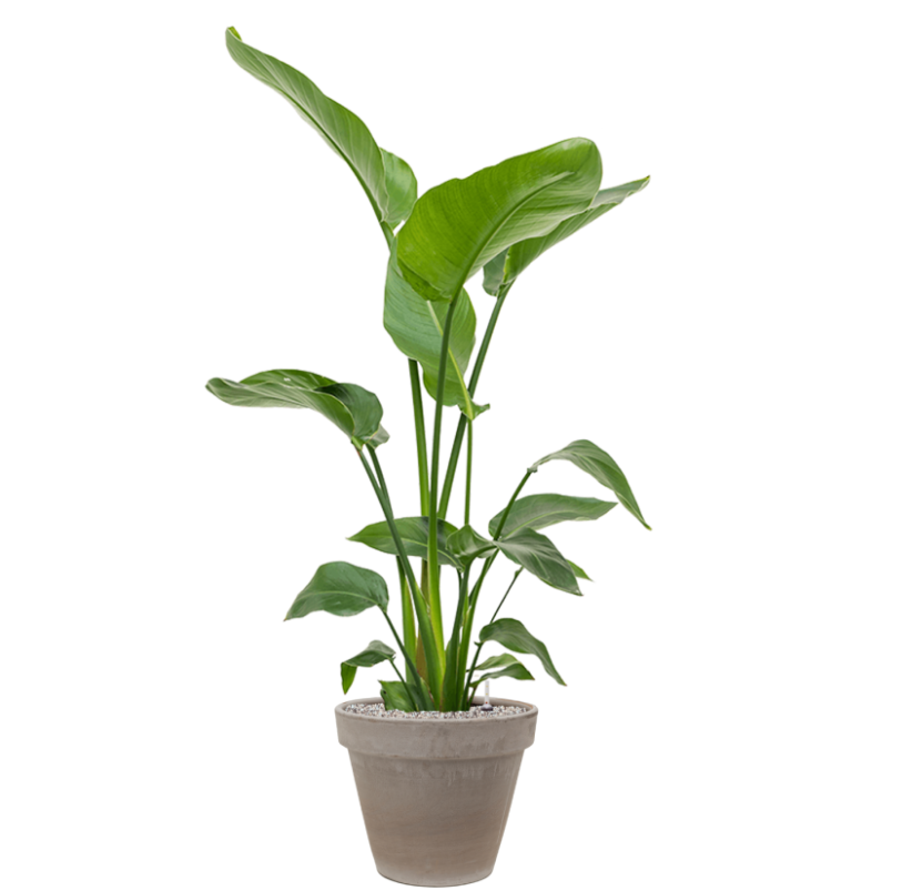 Strelitzia Nicolai in Terra | Vulkastrat