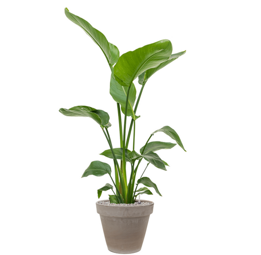 Strelitzia Nicolai in Terra | Vulkastrat
