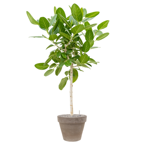 Ficus Audrey in Terra | Vulkastrat