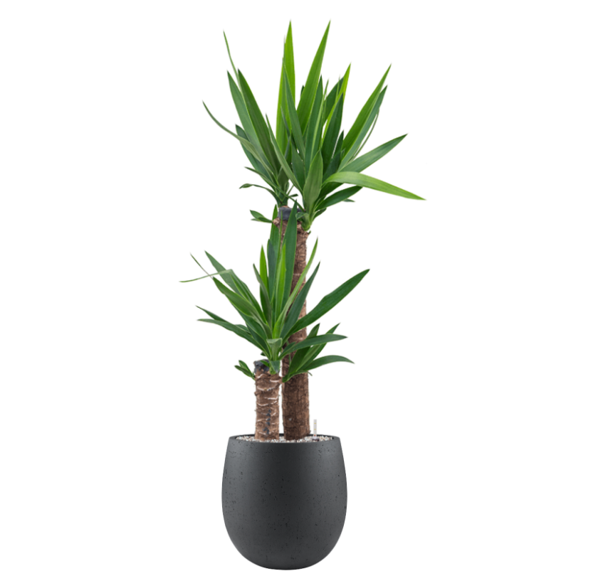 Yucca elephantipes in Grigio | Vulkastrat