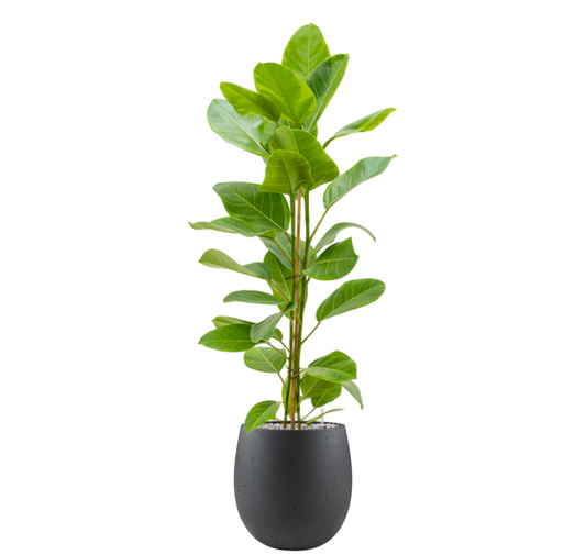 Ficus altissima 'Yellow Gem' in Grigio