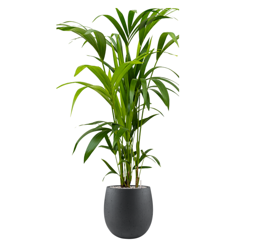 Kentia (Howea) forsteriana in Grigio | Vulkastrat