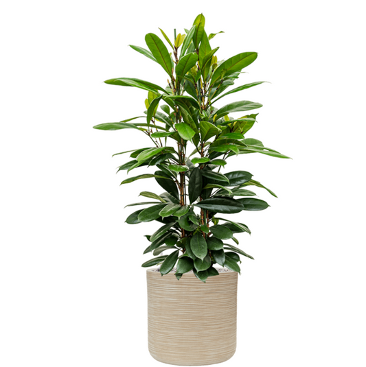 Ficus cyathistipula in Baq Dune | Vulkastrat