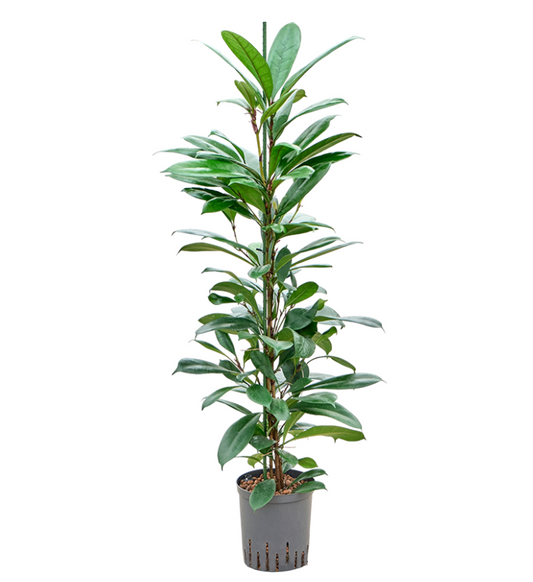 Ficus cyathistipula | Hydrocultuur