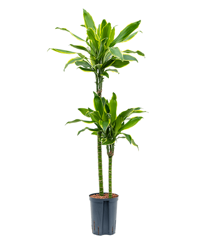 Dracaena fragrans 'Golden Coast' | Hydrocultuur