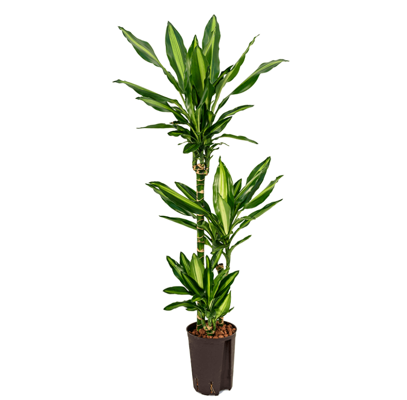 Dracaena fragrans 'Cintho' | Hydrocultuur