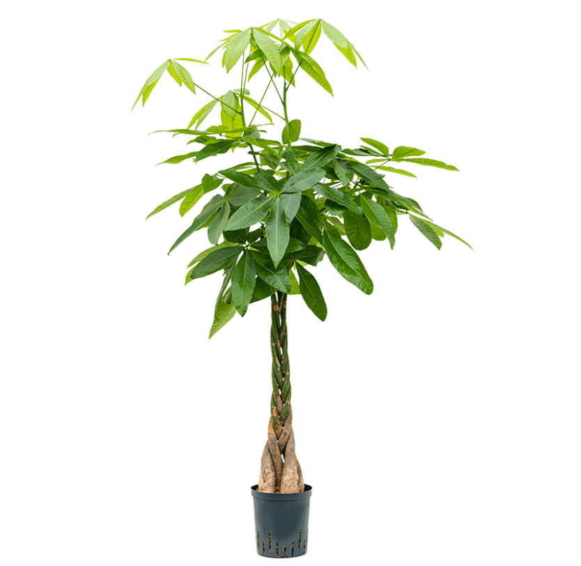 Pachira Aquatica | Hydrocultuur