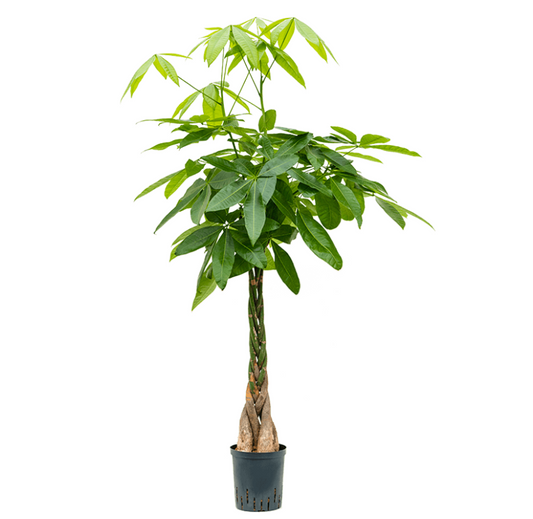 Pachira Aquatica | Hydrocultuur