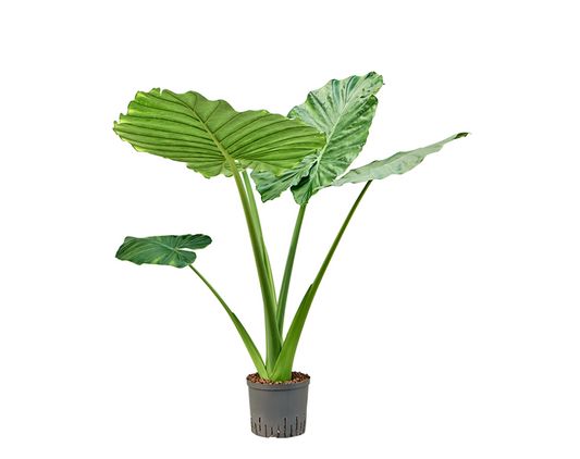 Alocasia macrorrhizos | Hydrocultuur