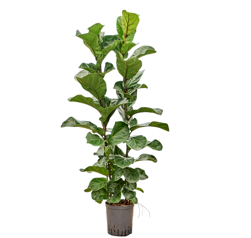 Ficus lyrata 'Bambino' | Hydrocultuur
