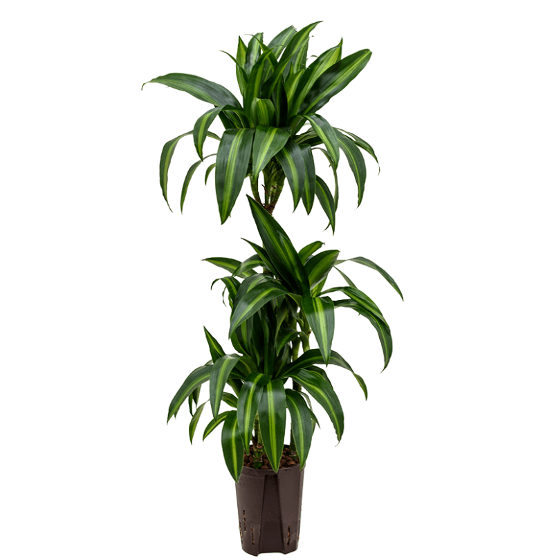 Dracaena fragrans 'Hawaiian Sunshine' | Hydrocultuur