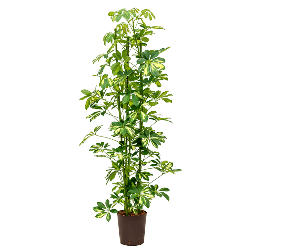 Schefflera arboricola 'Gold Capella' | Hydrocultuur