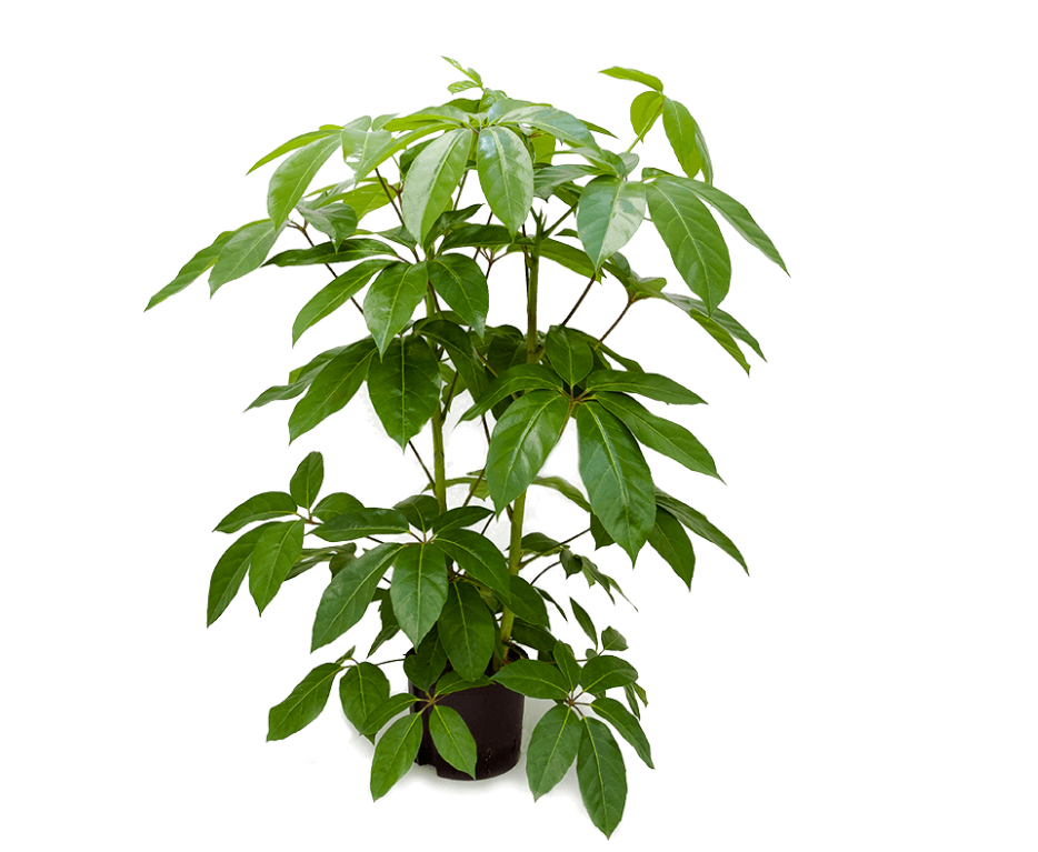 Schefflera actinophylla 'Amate' | Hydrocultuur