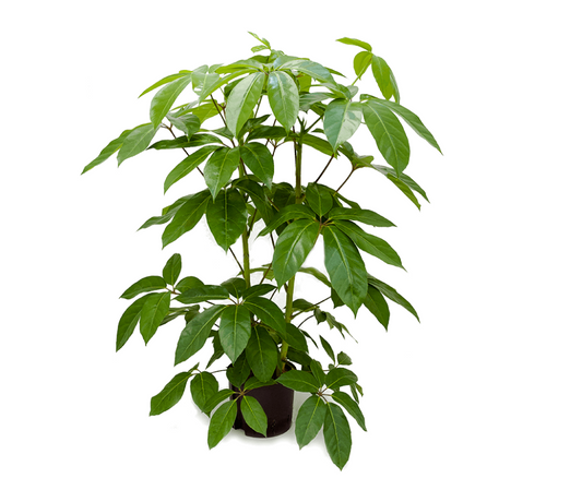 Schefflera actinophylla 'Amate' | Hydrocultuur