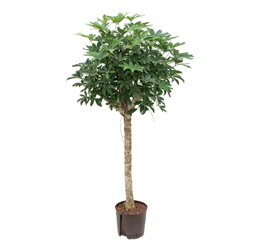 Schefflera arboricola 'Compacta' | Hydrocultuur