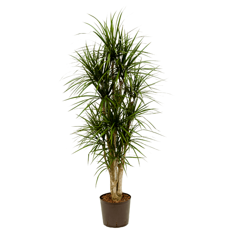 Dracaena marginata | Hydrocultuur