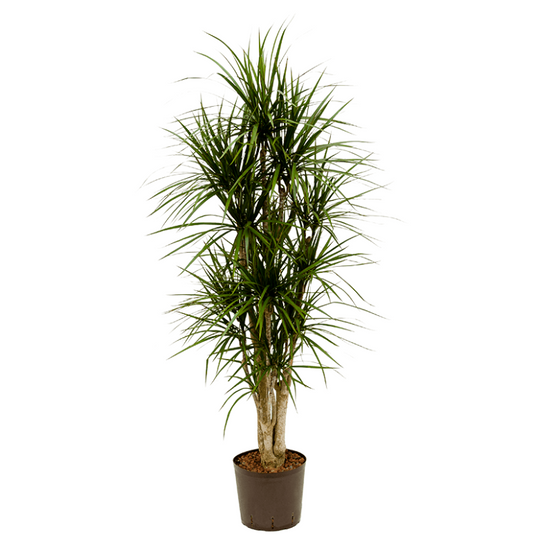 Dracaena marginata | Hydrocultuur