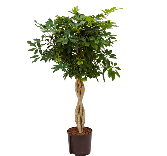 Schefflera arboricola 'Compacta' | Hydrocultuur