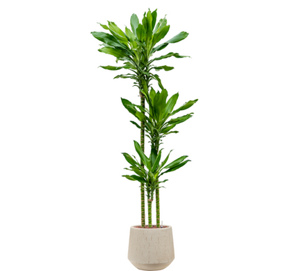 Dracaena Burundii in Raindrop | Hydrocultuur