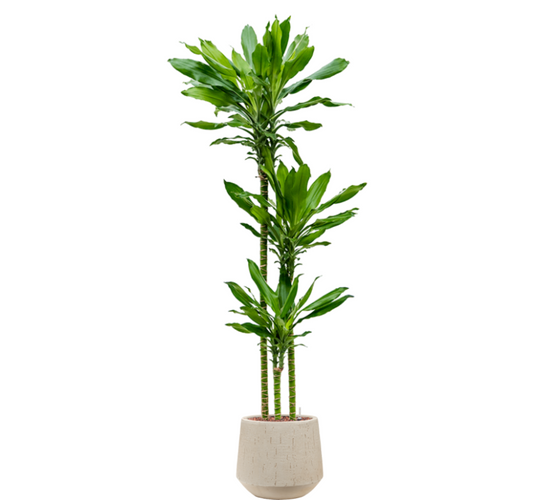 Dracaena Burundii in Raindrop | Hydrocultuur