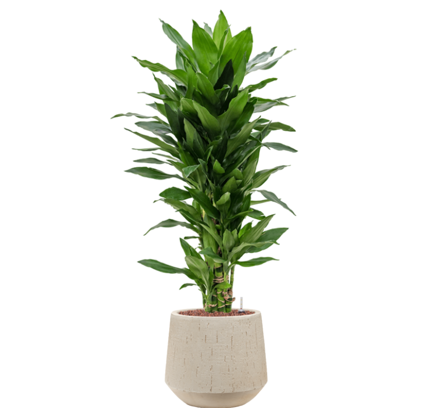 Dracaena Janet Lind in Raindrop | Hydrocultuur