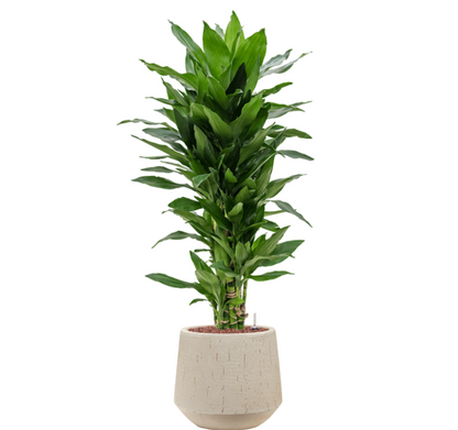 Dracaena Janet Lind in Raindrop | Hydrocultuur