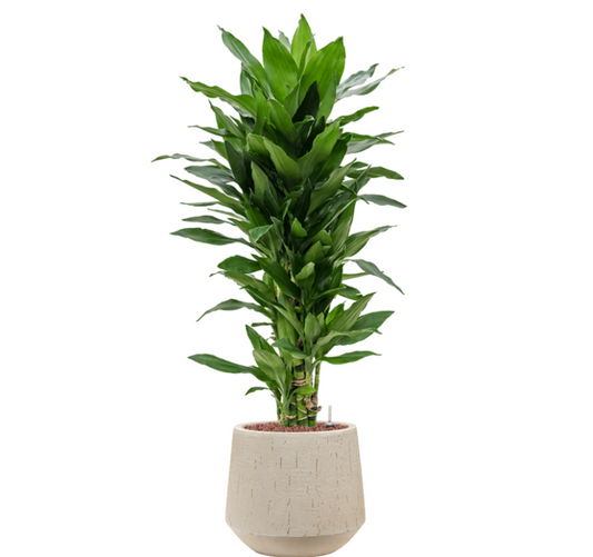 Dracaena Janet Lind in Raindrop | Hydrocultuur