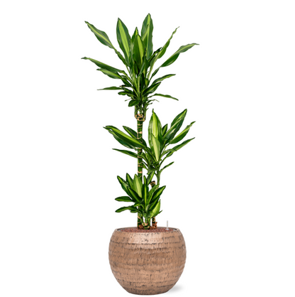 Dracaena Cintho in Hammered | Hydrocultuur