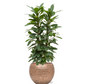 Ficus Cyathistipula in Hammered | Hydrocultuur