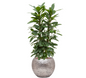 Ficus Cyathistipula in Hammered | Hydrocultuur