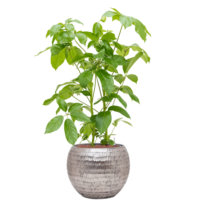 Schefflera Actinophylla in Hammered | Hydrocultuur