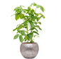 Schefflera Actinophylla in Hammered | Hydrocultuur