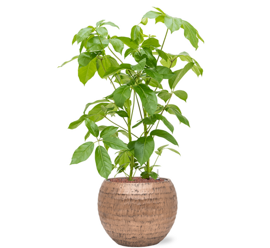 Schefflera Actinophylla in Hammered | Hydrocultuur