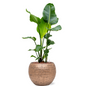 Strelitzia Nicolai in Hammered | Hydrocultuur
