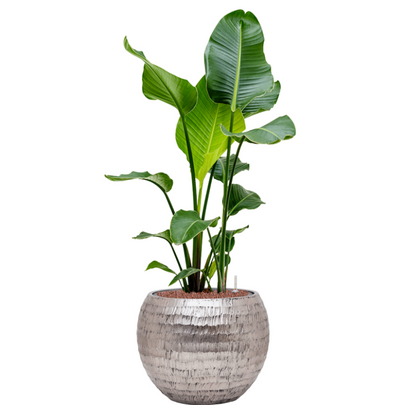 Strelitzia Nicolai in Hammered | Hydrocultuur