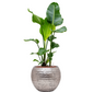 Strelitzia Nicolai in Hammered | Hydrocultuur